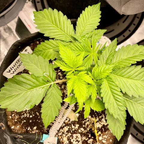 Growlog-Zeitleistenfoto von White Widow #1
