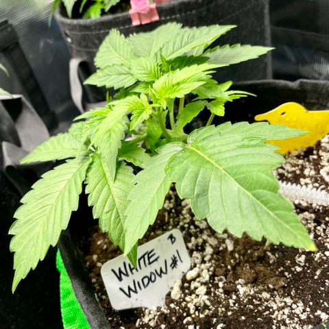 Growlog-Zeitleistenfoto von White Widow #1