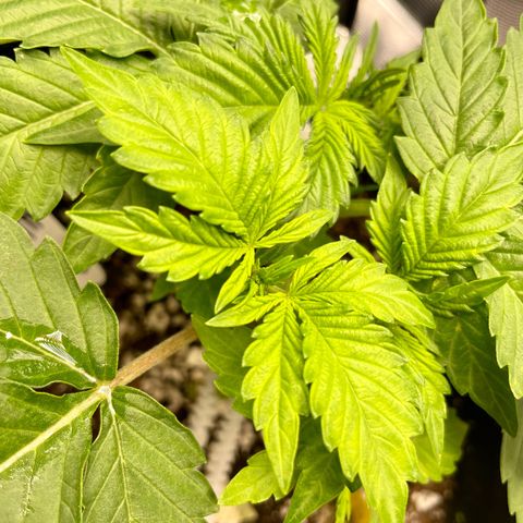 Growlog-Zeitleistenfoto von White Widow #1