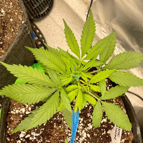 White Widow #2 growlog timeline photo