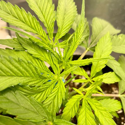 White Widow #2 growlog photo: She’s so lanky.