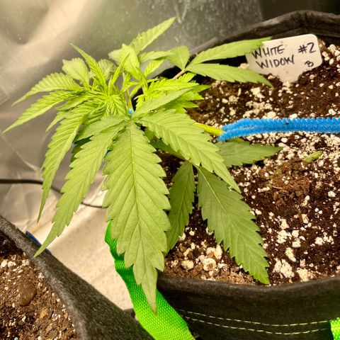 White Widow #2 growlog photo: She’s so lanky.