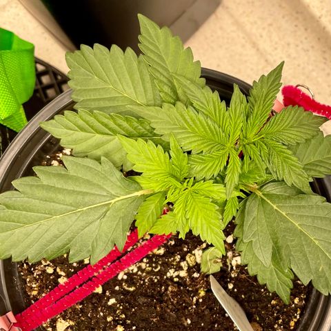 White Widow #3 growlog timeline photo