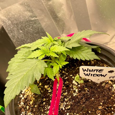 White Widow #3 growlog timeline photo