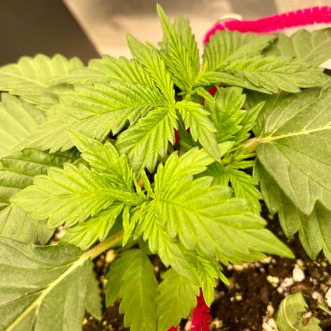 White Widow #3 growlog timeline photo