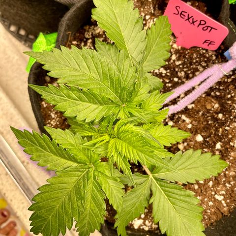 Sexxpot #1 growlog timeline photo