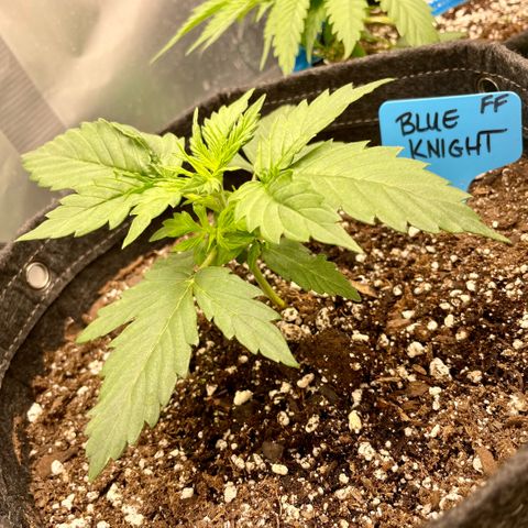 Blue Knight #1 growlog timeline photo