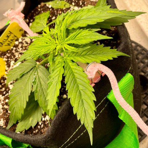Milky Way - Variegated growlog timeline photo