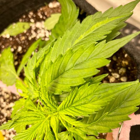 Milky Way - Variegated growlog timeline photo