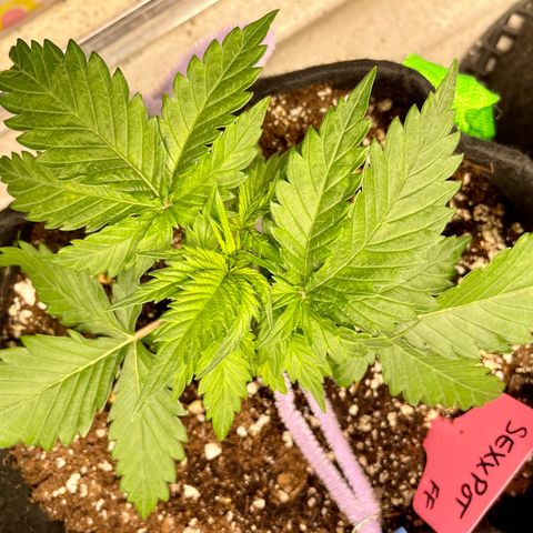 Sexxpot #1 growlog timeline photo