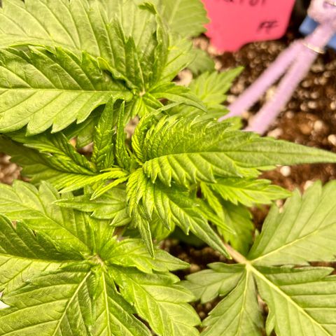Sexxpot #1 growlog timeline photo
