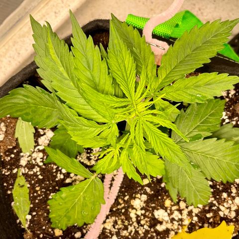 Milky Way - Variegated growlog timeline photo