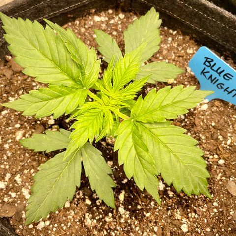 Blue Knight #1 growlog timeline photo