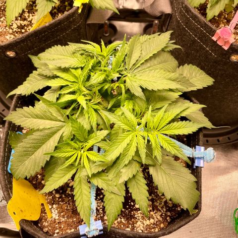 Cinderella #1 growlog timeline photo