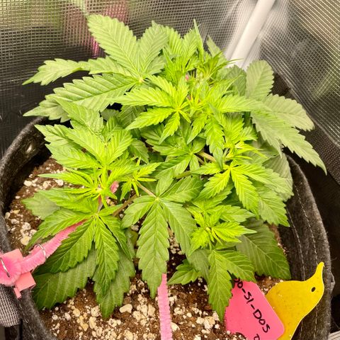 Do-Si-Dos #1 growlog timeline photo