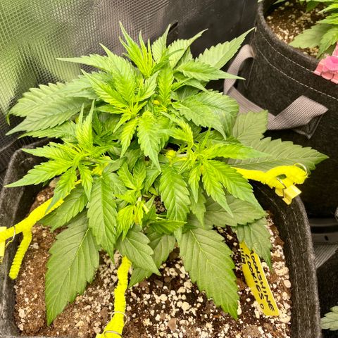 Moonshine Cookies growlog timeline photo