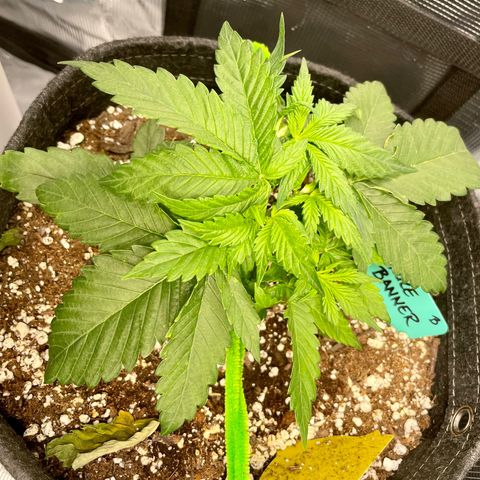 Bruce Banner #1 growlog timeline photo