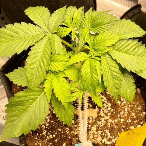 Growlog-Zeitleistenfoto von White Widow #1