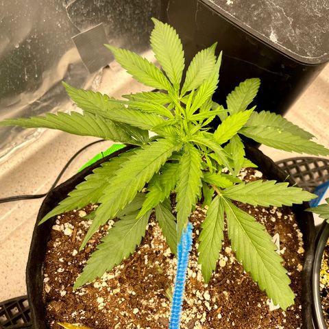 White Widow #2 growlog photo: So skinnny