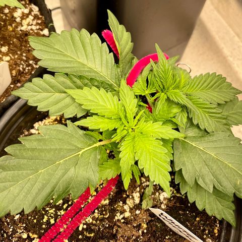 White Widow #3 growlog timeline photo