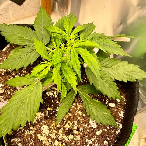 Milky Way - Variegated growlog timeline photo