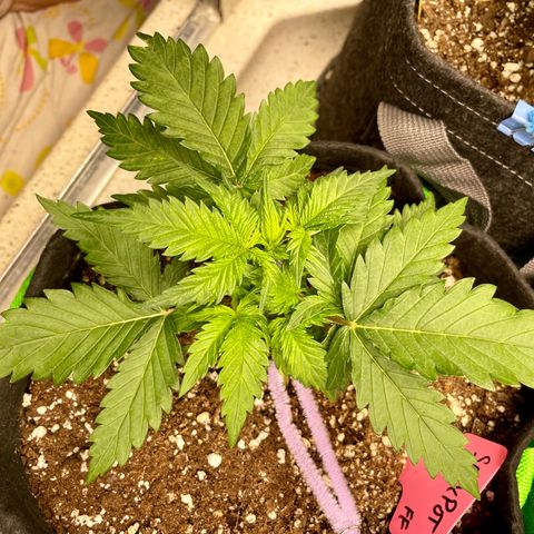 Sexxpot #1 growlog timeline photo