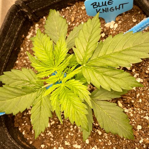 Blue Knight #1 growlog timeline photo