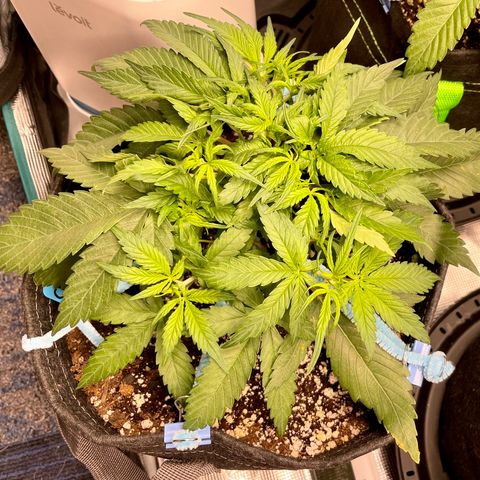 Cinderella #1 growlog timeline photo