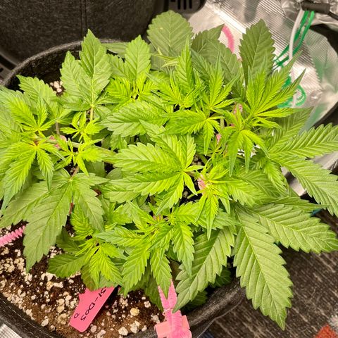 Do-Si-Dos #1 growlog timeline photo