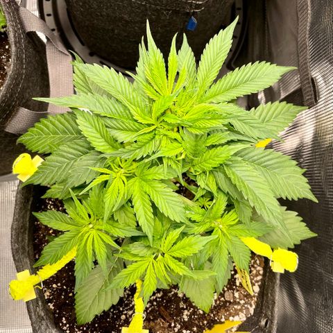 Moonshine Cookies growlog timeline photo