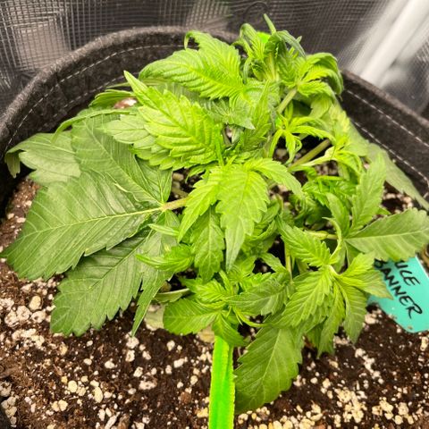Bruce Banner #1 growlog timeline photo