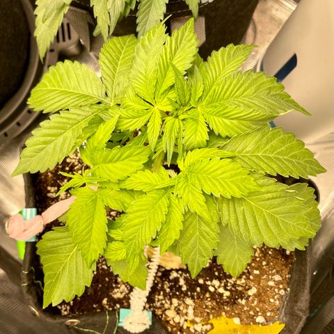 Growlog-Zeitleistenfoto von White Widow #1