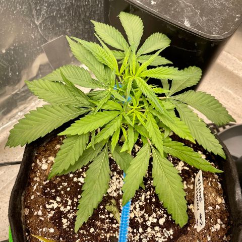 White Widow #2 growlog timeline photo