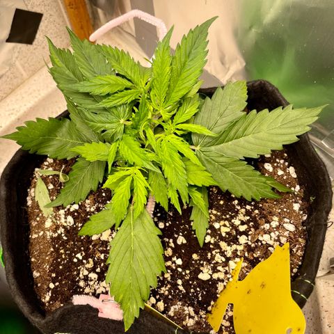 Milky Way - Variegated growlog timeline photo