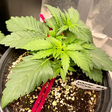 White Widow #3 growlog timeline photo
