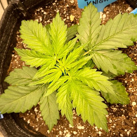 Blue Knight #1 growlog timeline photo