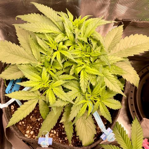 Cinderella #1 growlog timeline photo