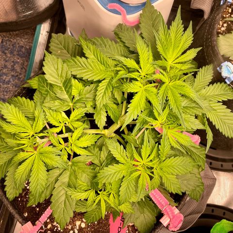 Do-Si-Dos #1 growlog timeline photo