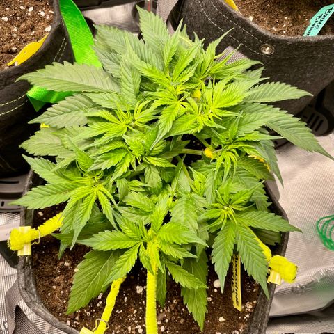Moonshine Cookies growlog timeline photo