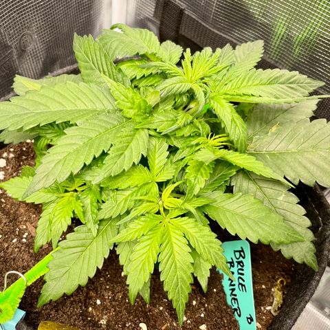 Bruce Banner #1 growlog timeline photo