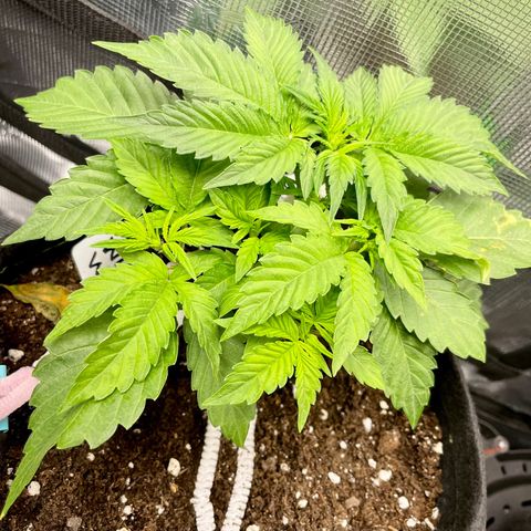 Growlog-Zeitleistenfoto von White Widow #1