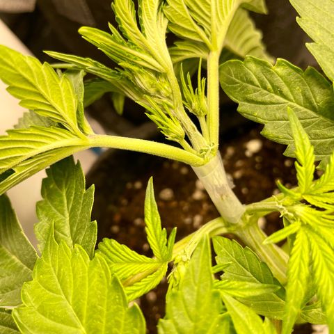Growlog-Foto von White Widow #1: I broke her…. Hoping she will heal.