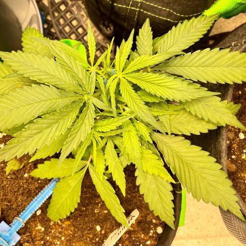 White Widow #2 growlog timeline photo