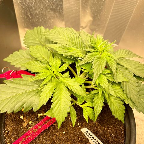 White Widow #3 growlog timeline photo