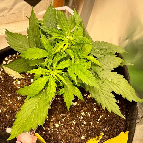 Milky Way - Variegated growlog timeline photo