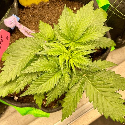 Sexxpot #1 growlog timeline photo