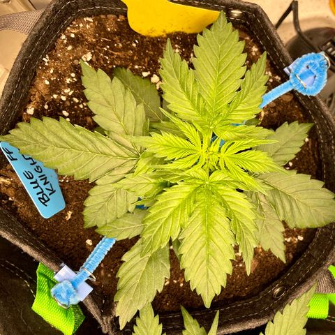 Blue Knight #1 growlog timeline photo