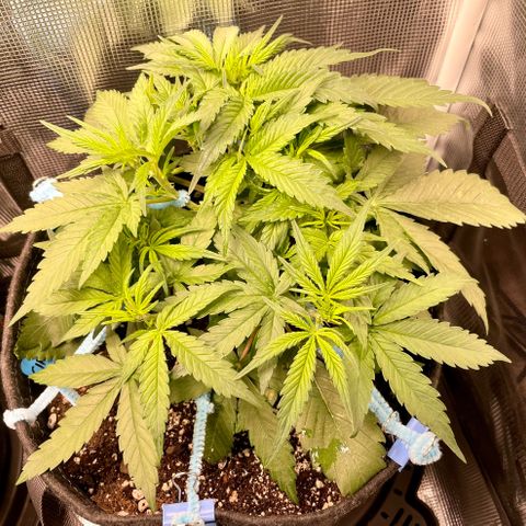 Cinderella #1 growlog timeline photo