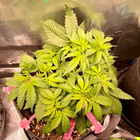 Do-Si-Dos #1 growlog timeline photo