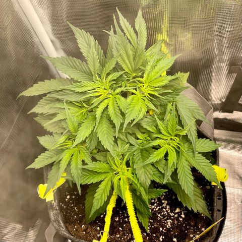 Moonshine Cookies growlog timeline photo